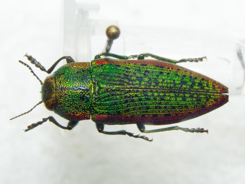 Lamprodila limbata (Gebler, 1832)